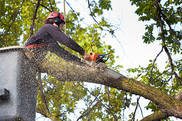 The Steps Involved in Our Tree Care Process in Blountville, TN